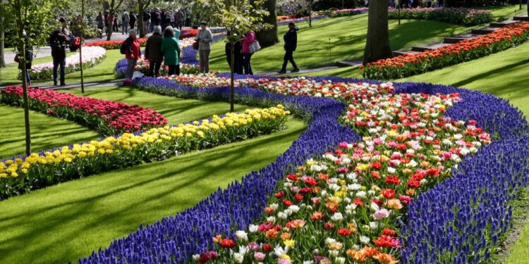 Keukenhof’tan kırk bahçıvan, 32 hektarlık parkta her yıl 7 milyon çiçek soğanı dikiyor.